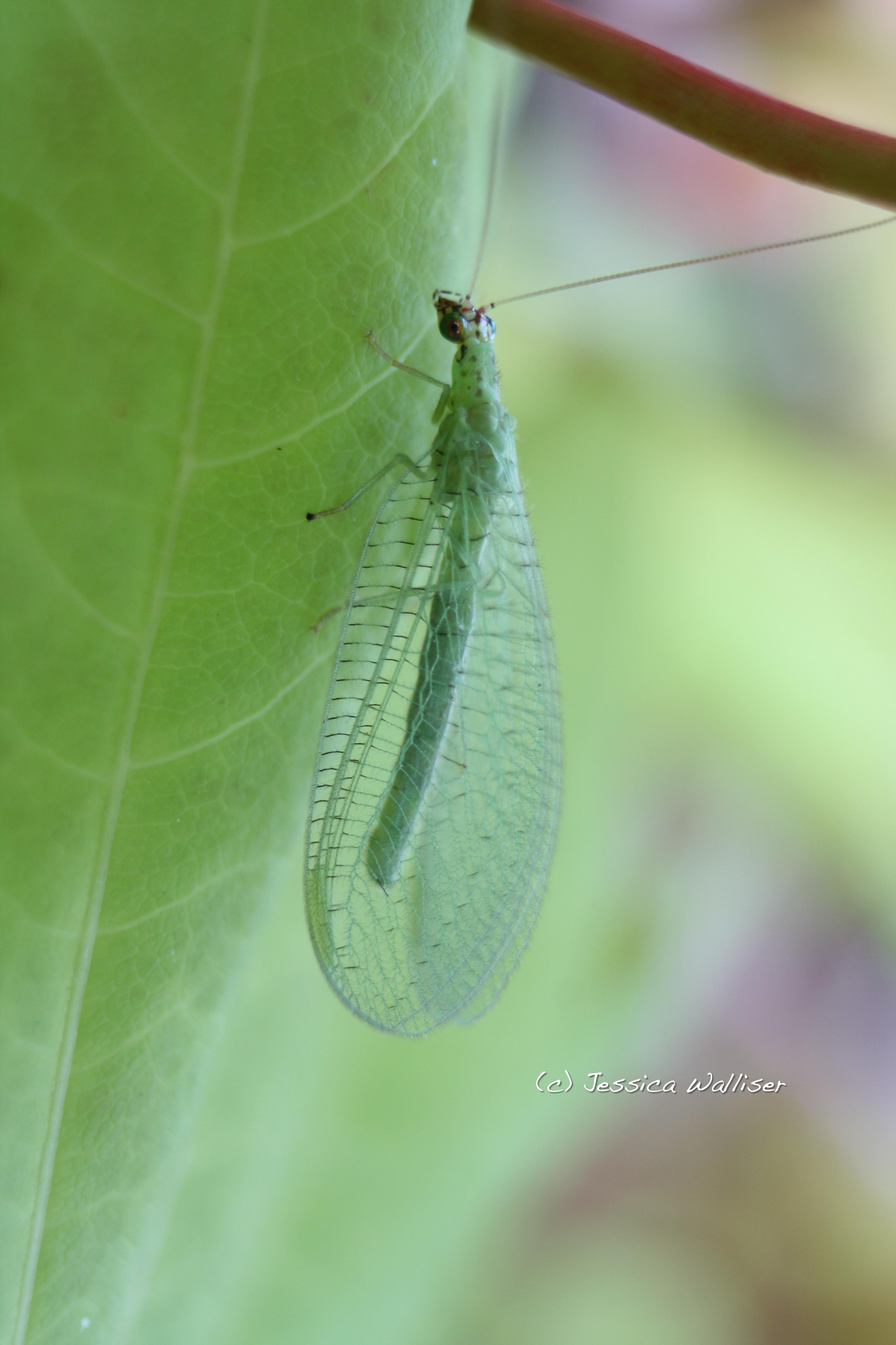 lacewing Jessica Walliser
