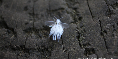 Woolly aphid “fairy fly”