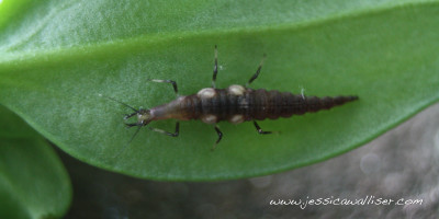 Brown Lacewing Larva