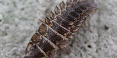 Firefly larva