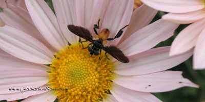Feather-Legged Fly