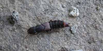 Rove Beetle