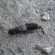 Rove Beetle