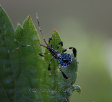 A Beautiful, Blue, Baby Bug