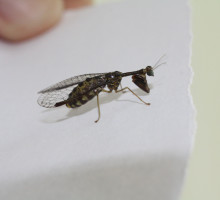 A mantidfly came knocking…