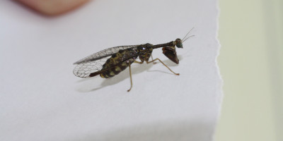 A mantidfly came knocking…