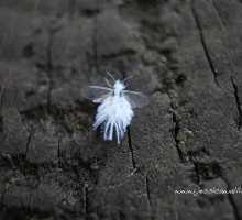 Woolly aphid “fairy fly”