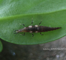 Brown Lacewing Larva