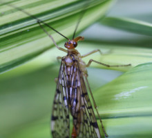 Scorpionfly in the garden!