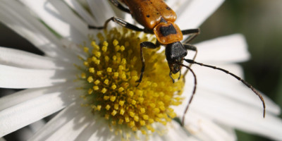 Pennsylvania Leatherwing Soldier Beetle