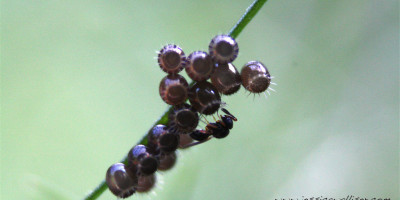 Platygastrid wasp on spined soldier bug eggs