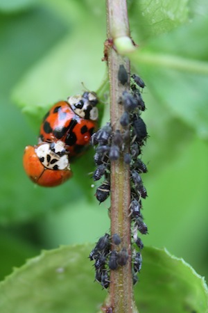 Ladybugs and Aphids