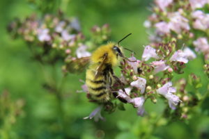 pollinator lecture