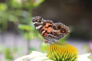 butterfly lecture