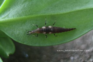 brown lacewing larva