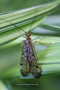 scorpion fly - Panorpa species