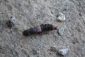 Rove beetle