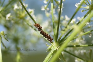 spined soldier bug eggs